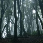 Parque Nacional de Garajonay im Nebel - 1