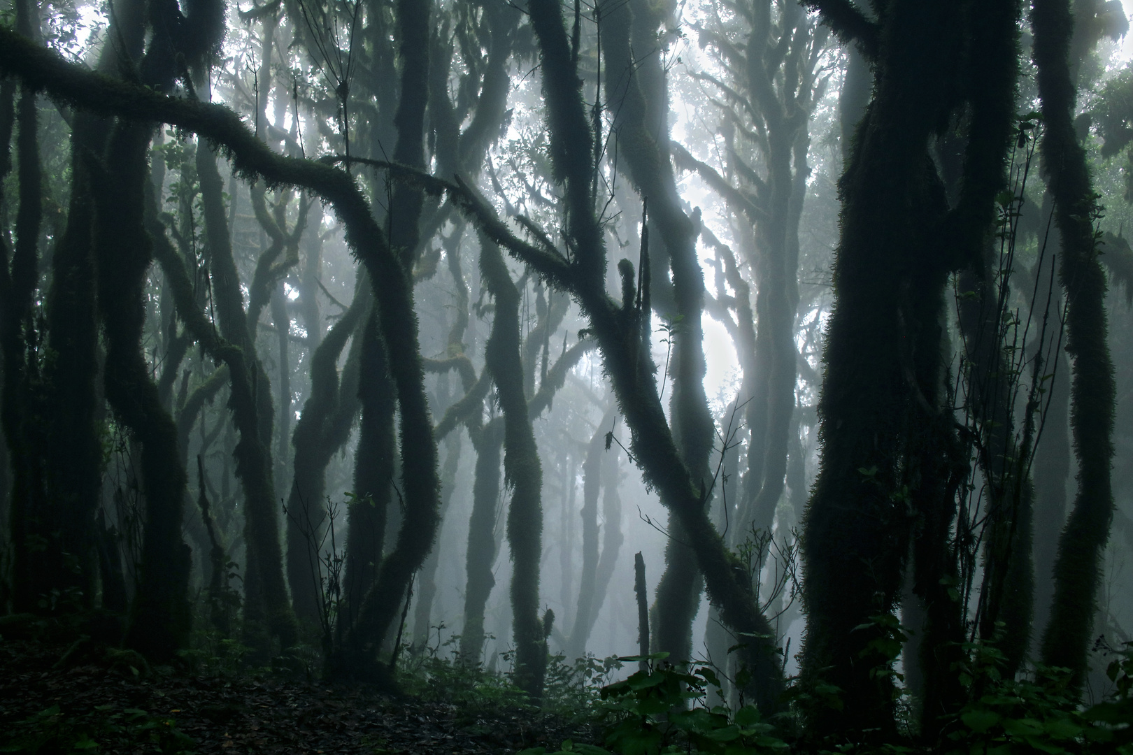 Parque Nacional de Garajonay im Nebel - 2