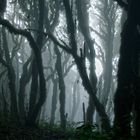 Parque Nacional de Garajonay im Nebel - 2