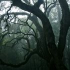 Parque Nacional de Garajonay im Nebel - 4