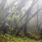 PARQUE NACIONAL de GARAJONAY (LA GOMERA). Dedicada a Maese JULIO SEGURA.