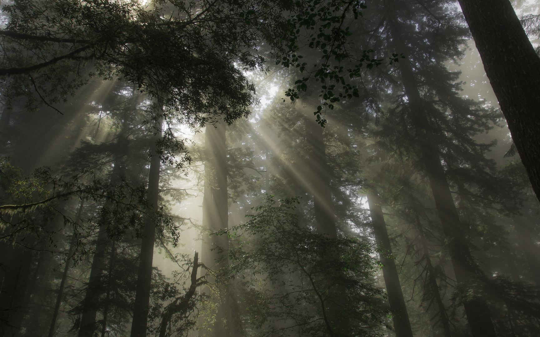 Parque nacional de los Redwood