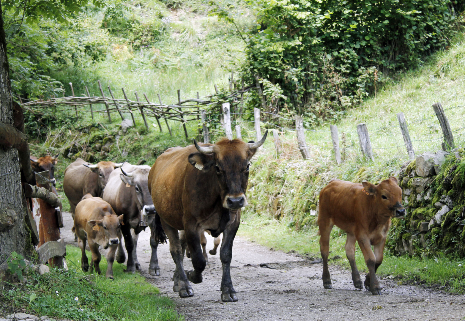 Parque Nacional de Redes, Asturias