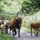 Parque Nacional de Redes, Asturias