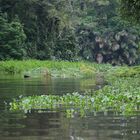 Parque Nacional de Tortuguero