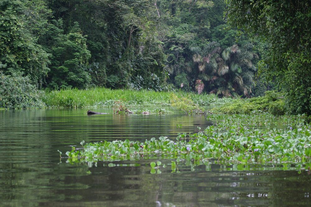 Parque Nacional de Tortuguero