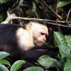 Parque Nacional de Tortuguero