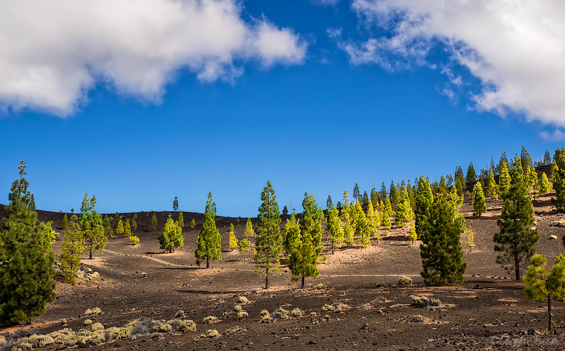 Parque Nacional del Teide/ Las Cañadas