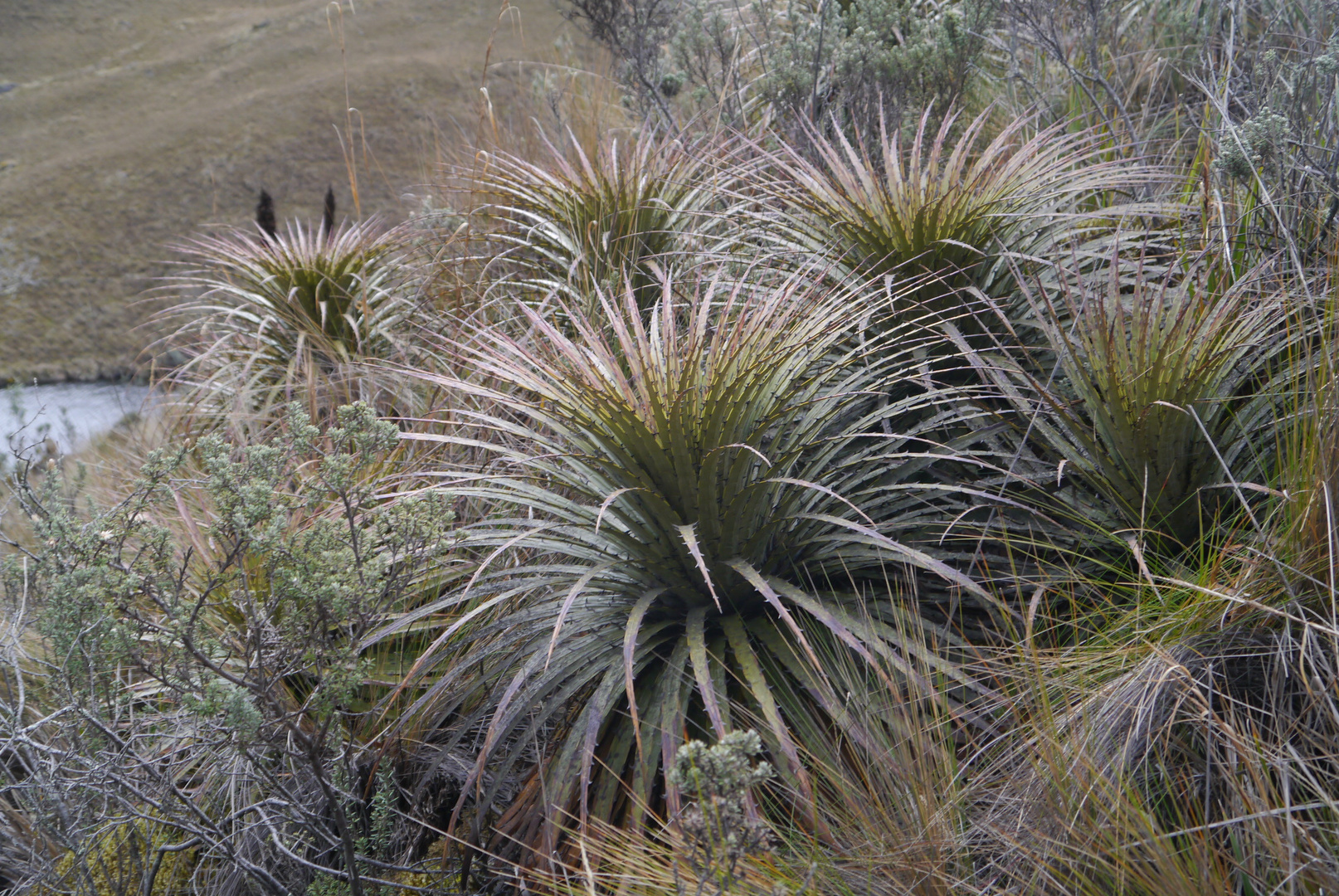 Parque Nacional El Cajas - Bromelia