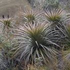 Parque Nacional El Cajas - Bromelia