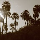 PARQUE NACIONAL EL PALMAR COLON ARGENTINA