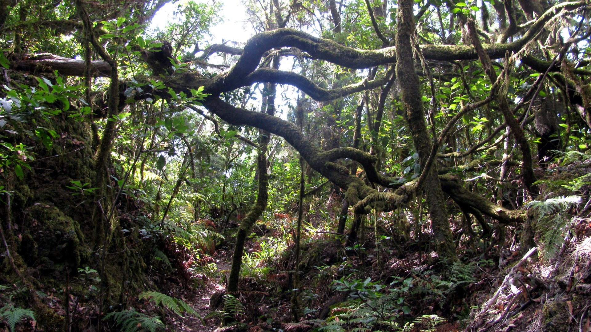 Parque Nacional Garajonay - La Gomera