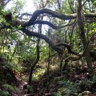 Parque Nacional Garajonay - La Gomera