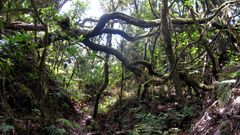 Parque Nacional Garajonay - La Gomera