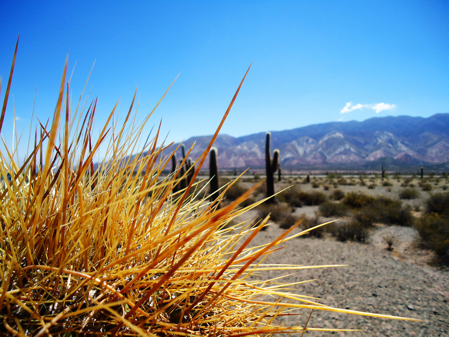 Parque Nacional LOS CARDONES - Salta - Argentina