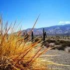 Parque Nacional LOS CARDONES - Salta - Argentina