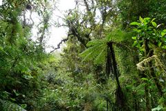 Parque Nacional Los Quetzales