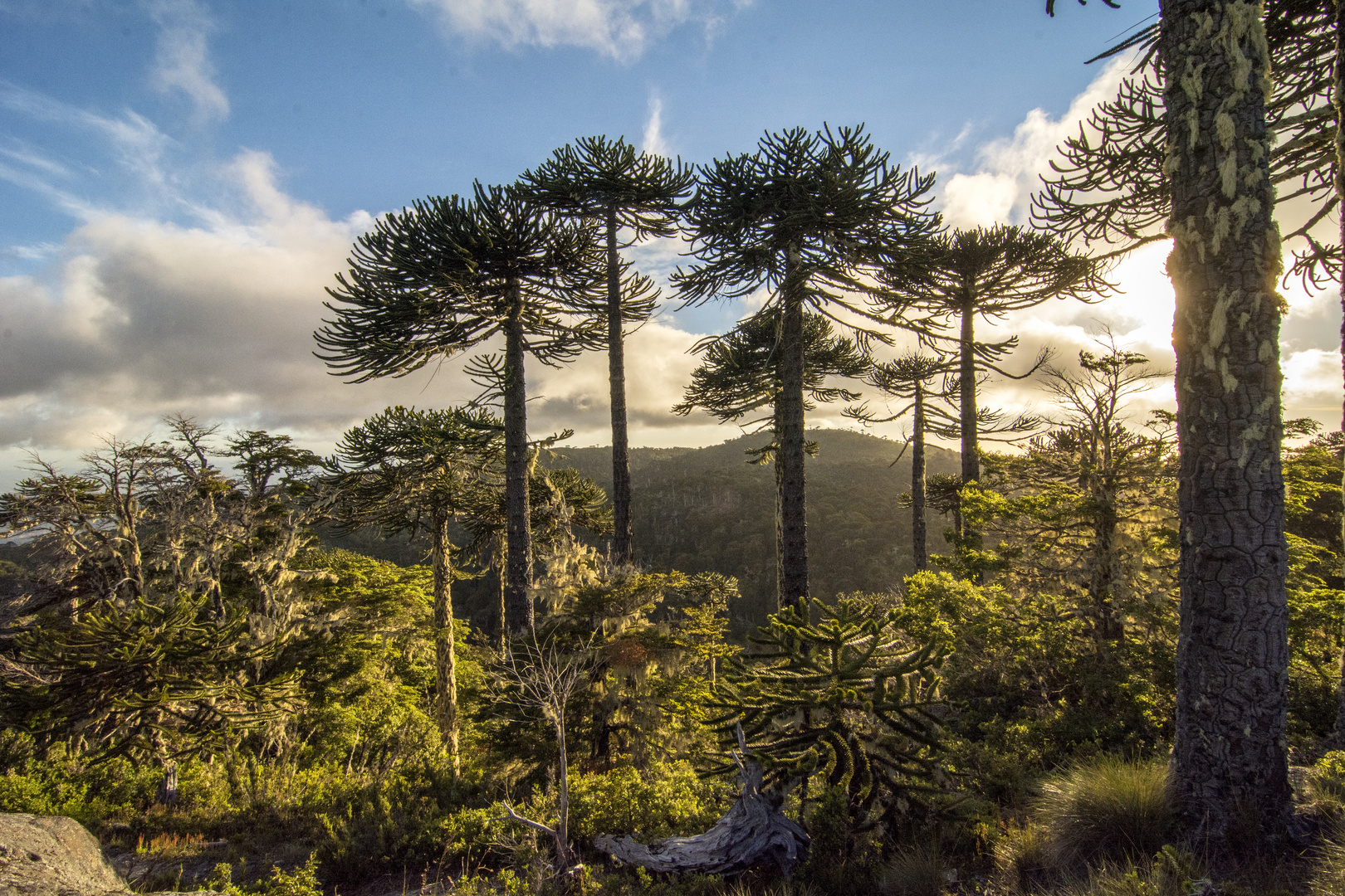 Parque nacional Nahuelbuta