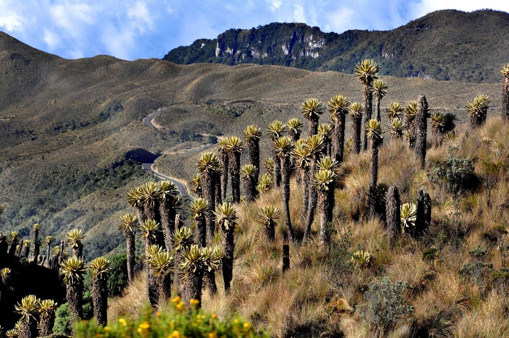 Parque nacional Natural los nevados