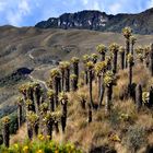 Parque nacional Natural los nevados