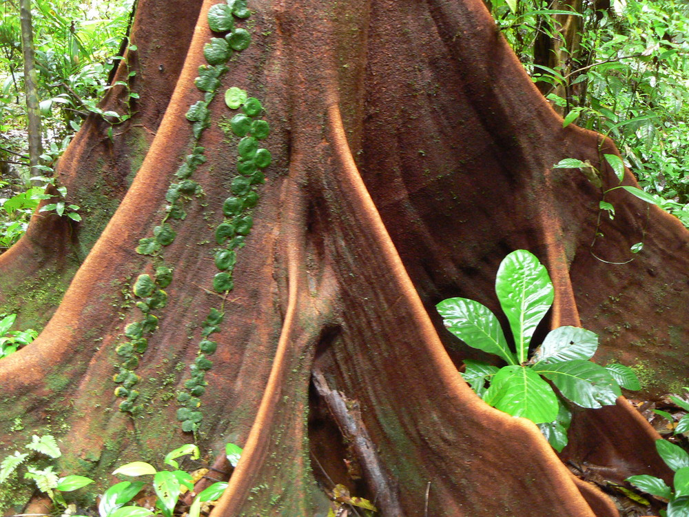 parque nacional piedas blancas - costa rica