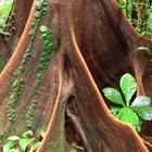 parque nacional piedas blancas - costa rica