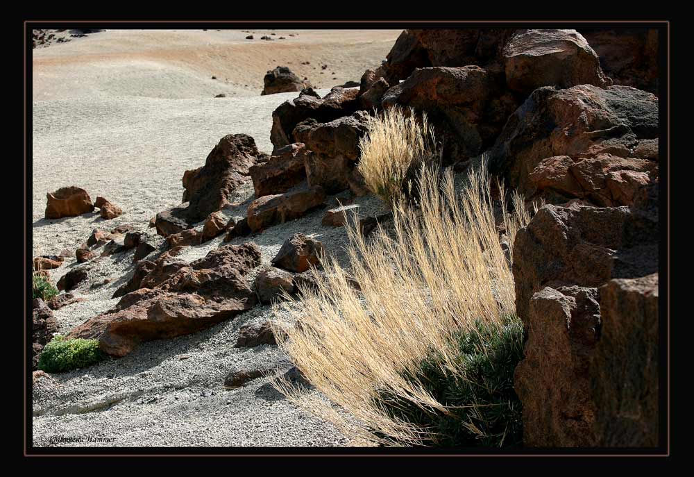 Parque National del Teide 8