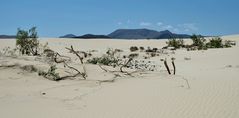 Parque Natural de Corralejo (1)