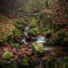 Parque Natural Gorbeia 