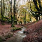 Parque Natural Gorbeia