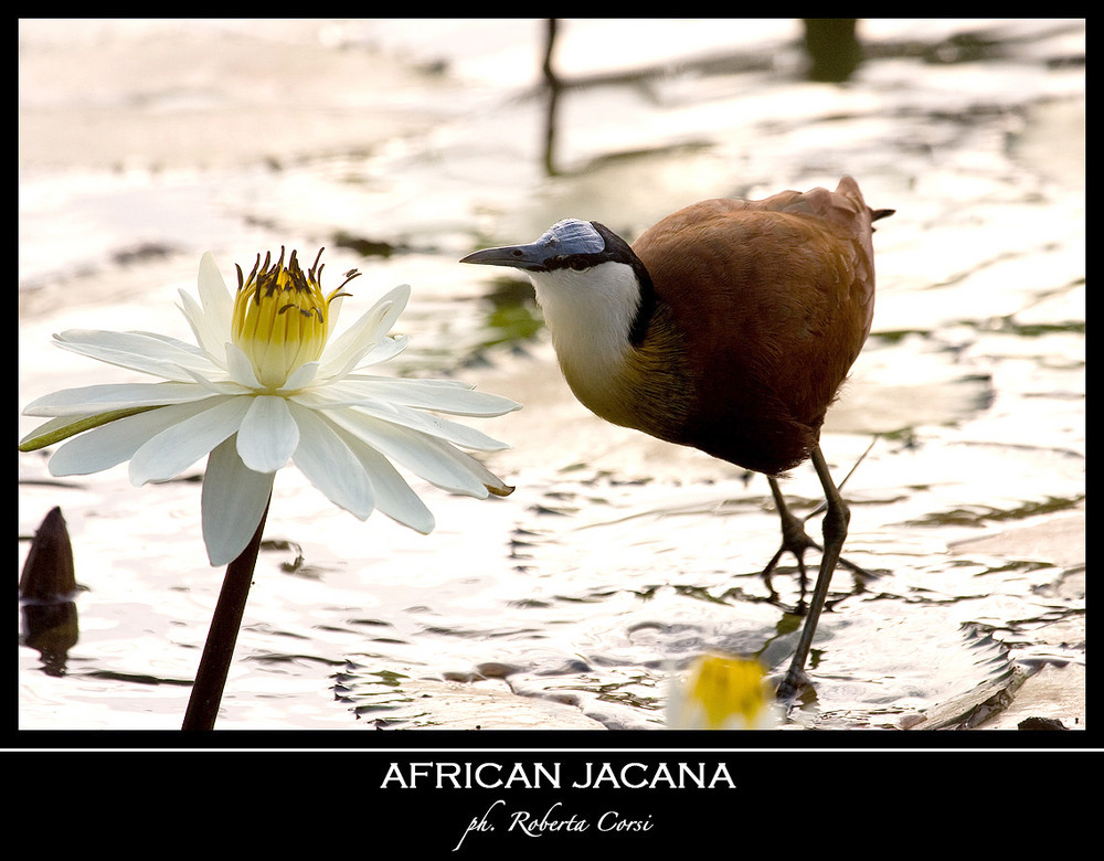 - parra africana -