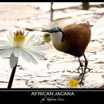 - parra africana -