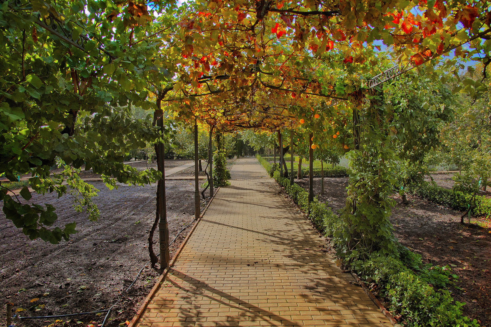 PARRALES Y CIDROS.