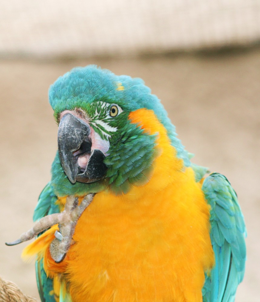 Parrot 1