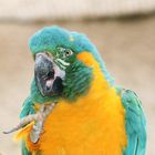 Parrot 1