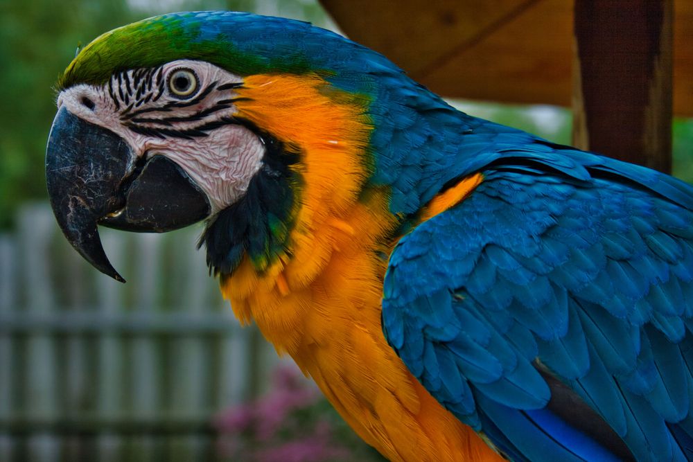 Parrot Foto & Bild close up, natur, zoo Bilder auf