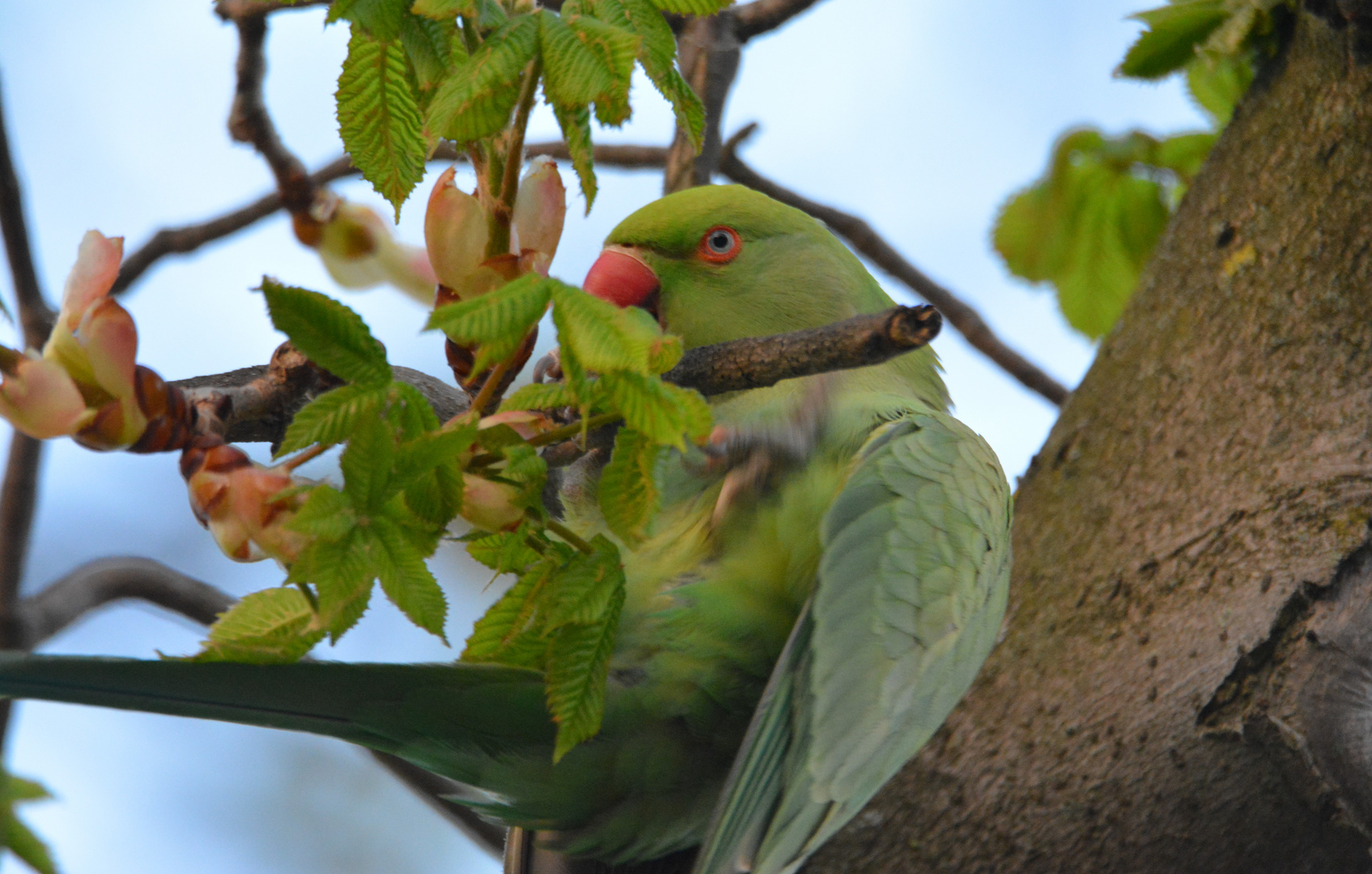 Parrot