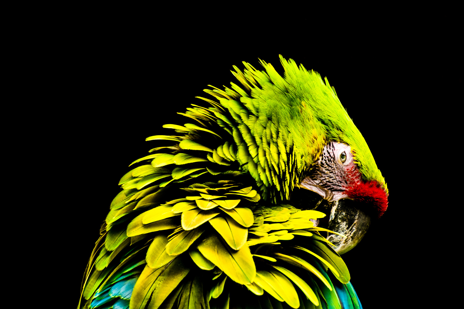 Parrot