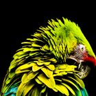 Parrot