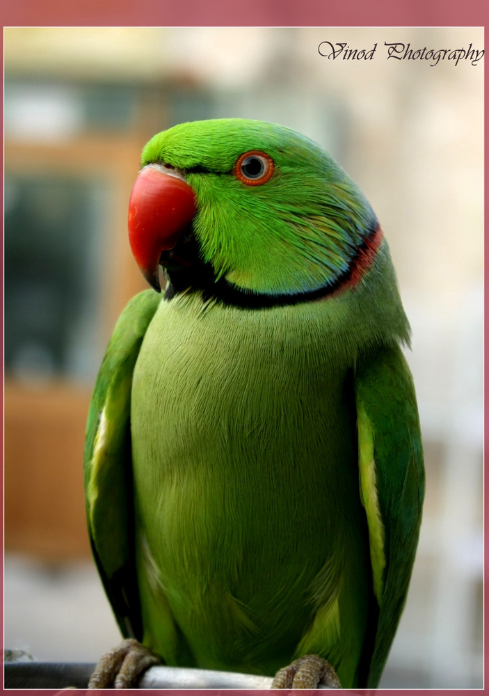 Parrot