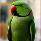 Parrot