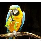 parrot (ARA)