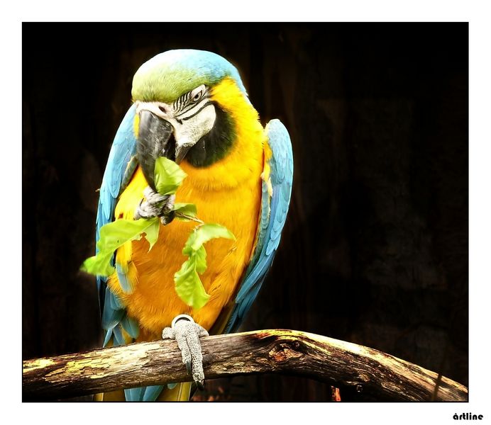 parrot (ARA)