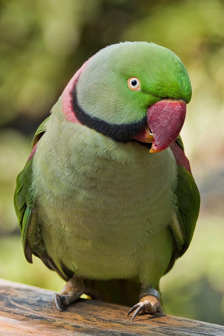 Parrot at Hongkong Park