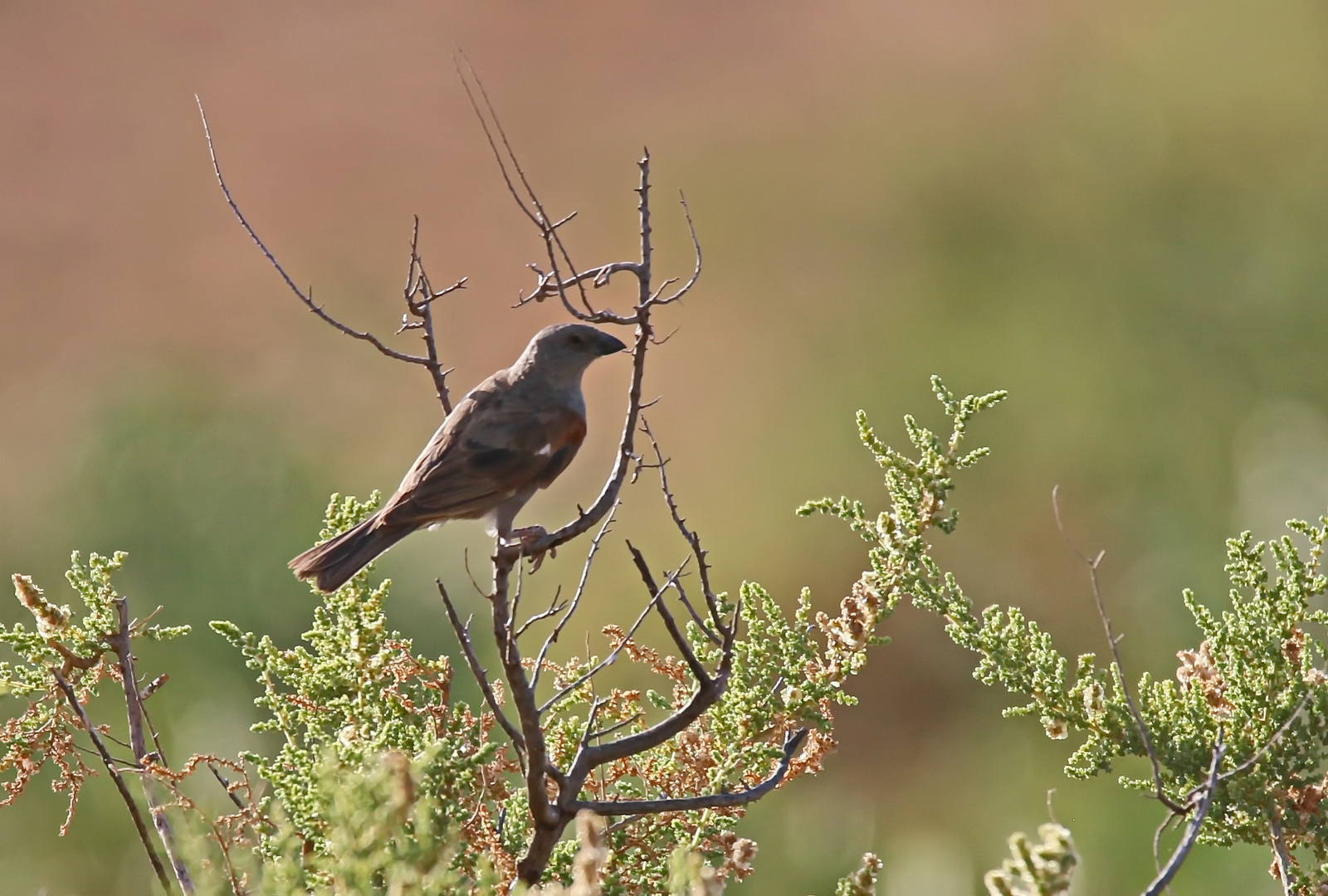 Parrot-billed Sparrow (Passer gongonensis)