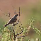 Parrot-billed Sparrow (Passer gongonensis)