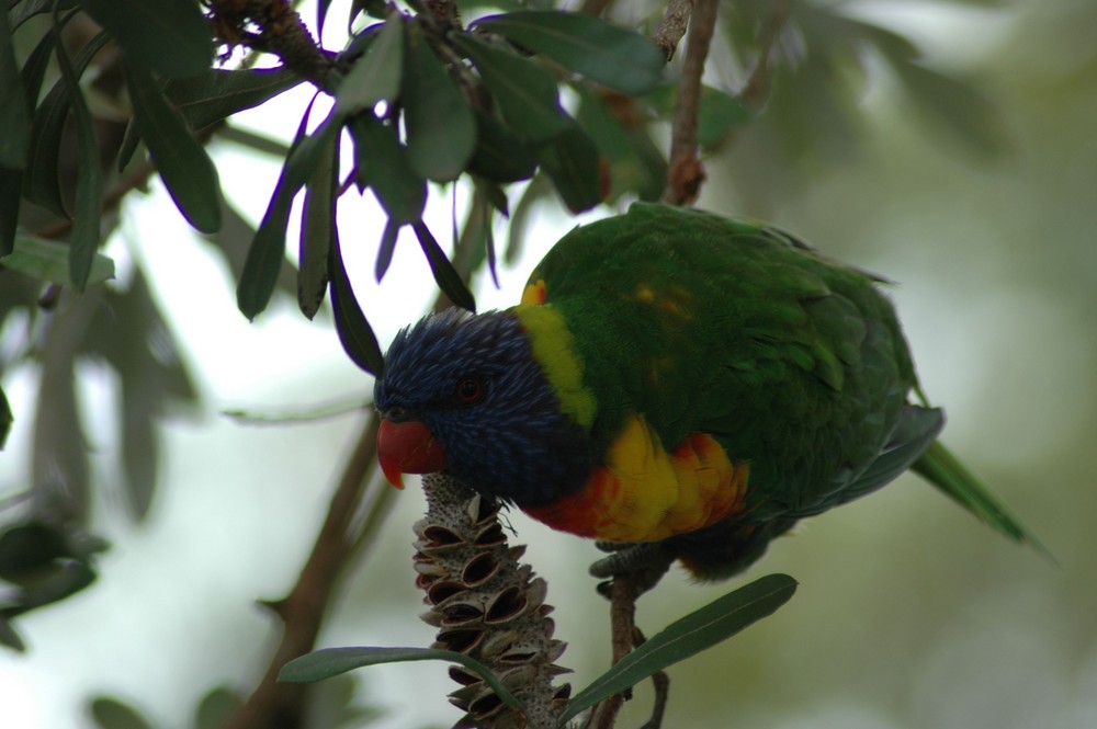 Parrot Bird in a tree