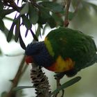 Parrot Bird in a tree