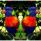 Parrot-