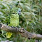 Parrot in blue/green
